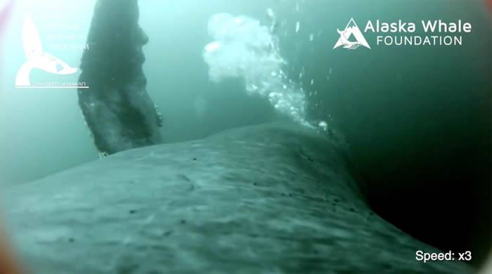 美国研究人员在阿拉斯加海域捕捉到惊人画面：座头鲸吹出网状大气泡