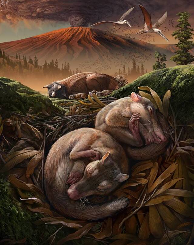 白垩纪早期哺乳动物新化石（Origolestes lii）弥合耳演化转变中的缺口
