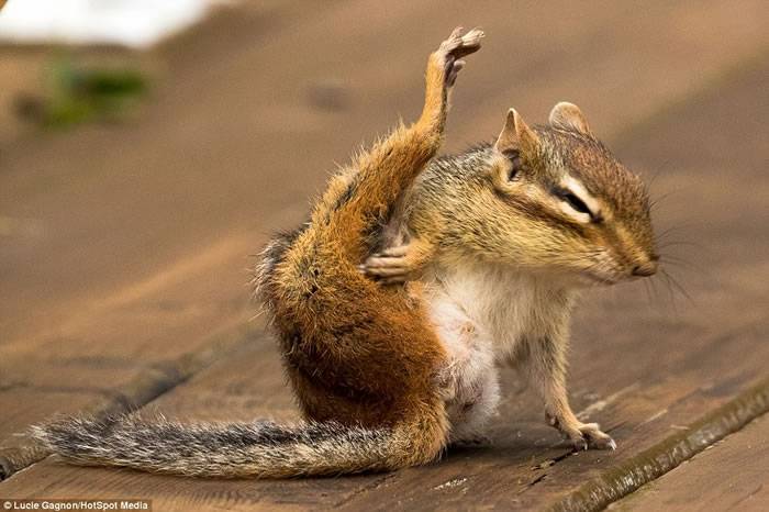 加拿大魁北克省花栗鼠“单腿绕头”似在练瑜伽