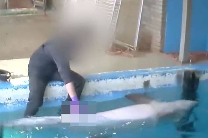 荷兰哈尔德韦克海豚馆饲养员在喂食海豚之前摸其生殖器视频被曝光 网友强烈谴责