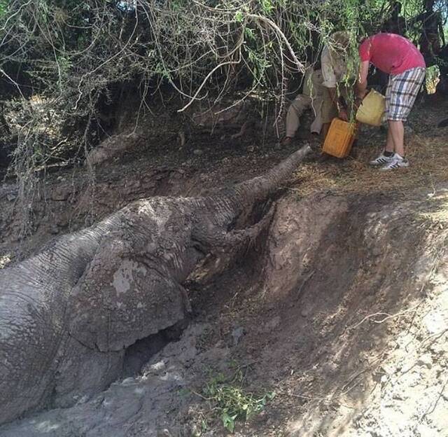 肯尼亚大象困泥井脱水 全村人出动拯救