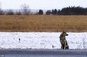 俄罗斯西伯利亚“忠犬八公”不信主人车祸离世寒冷公路苦等1年