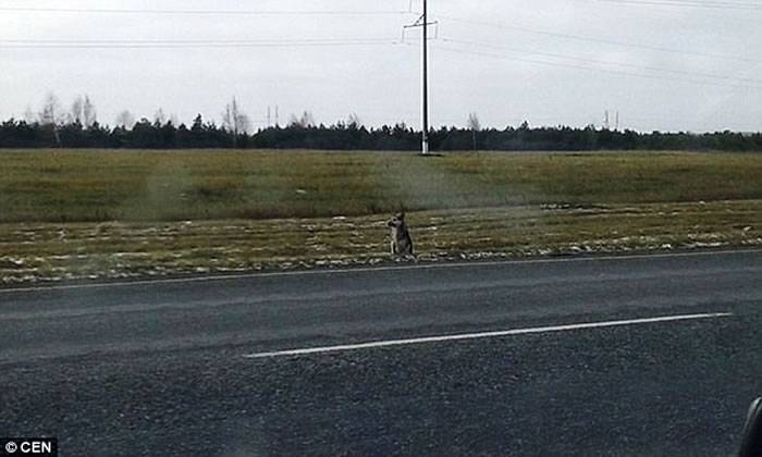 俄罗斯西伯利亚“忠犬八公”不信主人车祸离世寒冷公路苦等1年