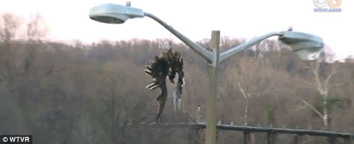 美国切斯特菲尔德县将鸷鸟尸体倒挂在电线杆上以吓跑其同类