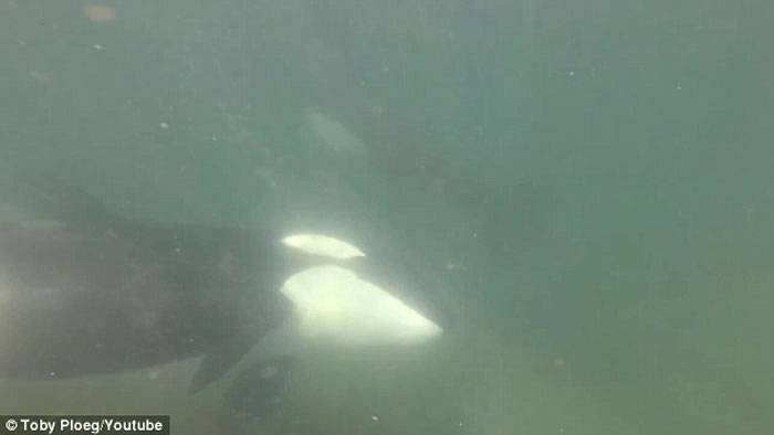 新西兰浮潜者在海中畅游时近距离巧遇杀人鲸
