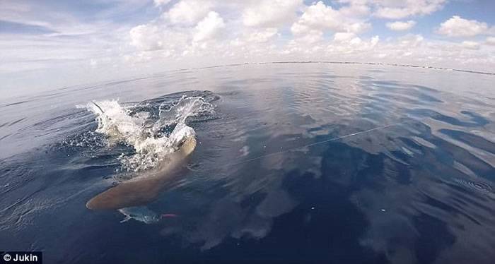饥饿牛鲨攻击乘坐皮艇的钓鱼者将他的猎物掠夺而去