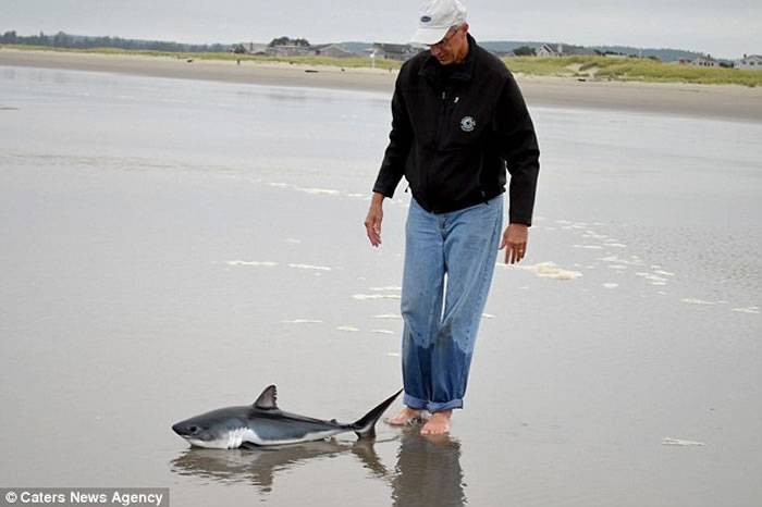 美国俄勒冈州海滩奄奄一息小鲨鱼搁浅 海洋生物学家不惧利齿抱起放生