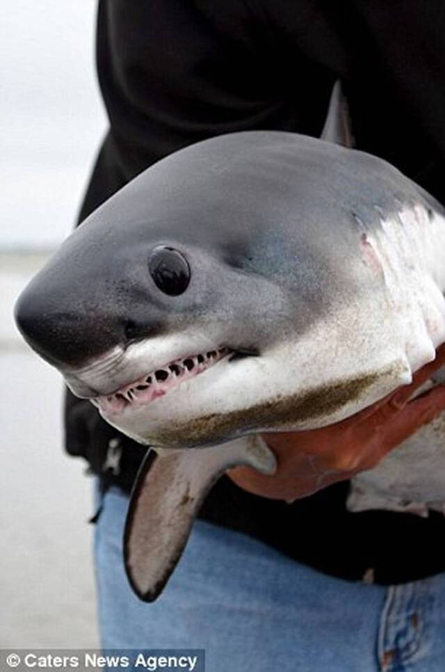 美国俄勒冈州海滩奄奄一息小鲨鱼搁浅 海洋生物学家不惧利齿抱起放生