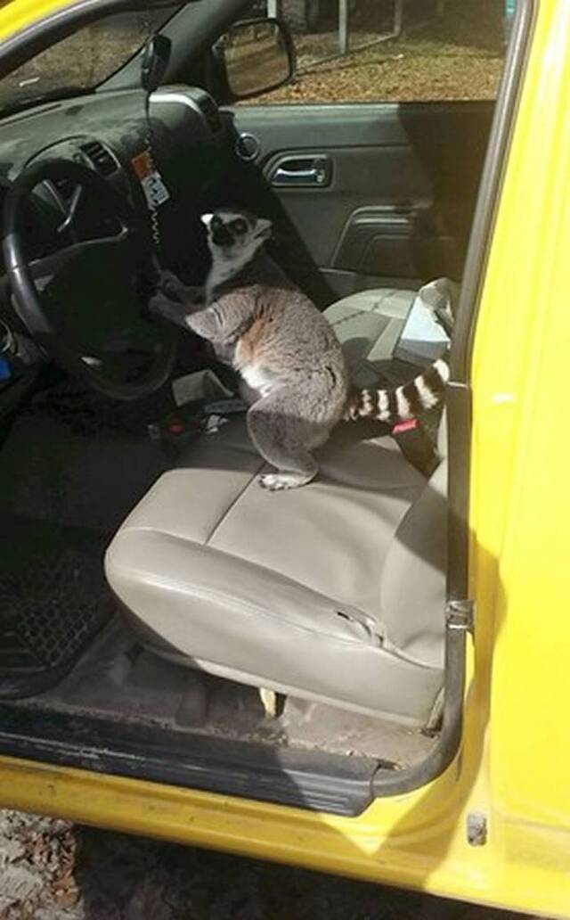 美国佛罗里达州一只环尾狐猴跳上卡车驾驶座握方向盘