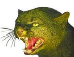 神秘生物英国大猫，堪比狮子的恐怖未知巨兽(图片)