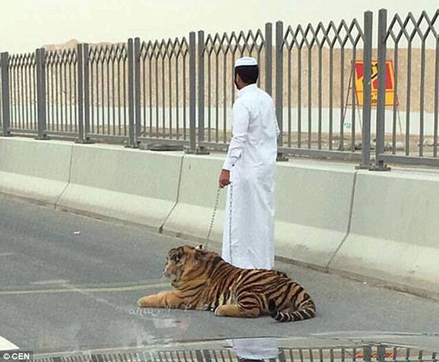 中东国家卡塔尔首都多哈繁忙公路老虎乱闯