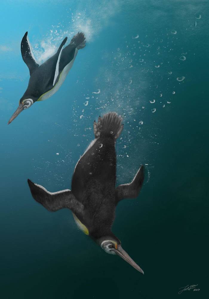 科学家发现现代企鹅最古老的祖先Kupoupou stilwelli在恐龙灭绝后立即开始进化