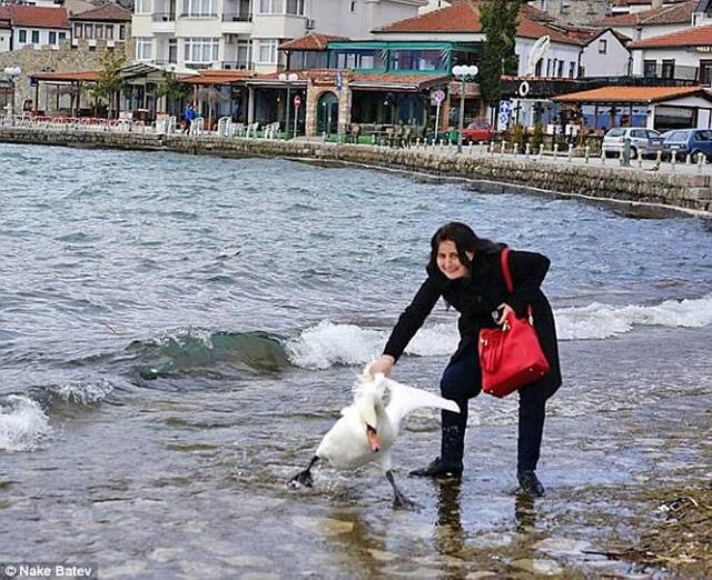 欧洲女游客在马其顿奥赫里德湖为拍合照强行拖走天鹅致惨死