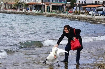 欧洲女游客在马其顿奥赫里德湖为拍合照强行拖走天鹅致惨死