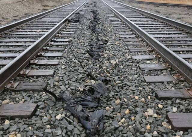 美国密歇根州发生奇异事件：300只乌鸦离奇死亡并排火车路轨