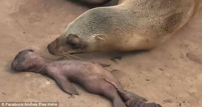 美国加州圣迭戈沙滩海狮妈妈在年幼海狮尸体旁伤心落泪