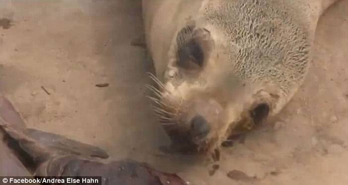 美国加州圣迭戈沙滩海狮妈妈在年幼海狮尸体旁伤心落泪