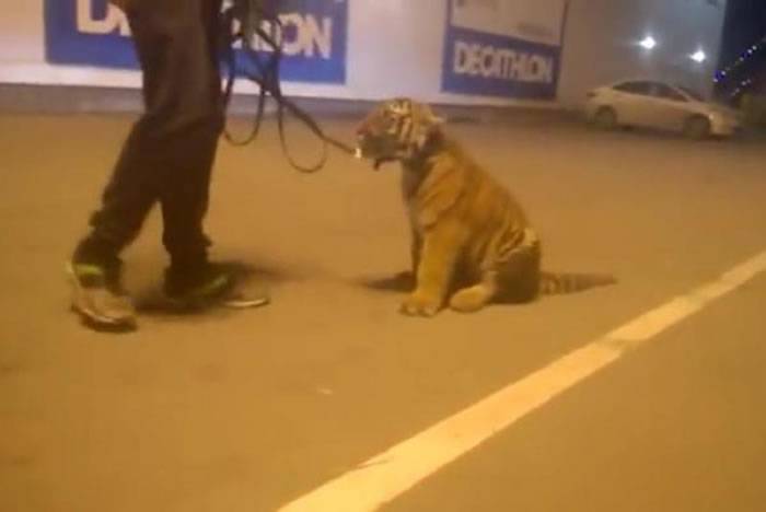俄罗斯马戏团工作人员喝醉带小老虎到百货公司