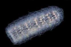 海洋独角兽火体虫，可发光的巨型虫体(长30米/图片)