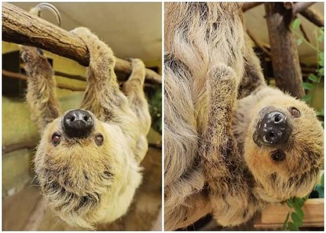 德国动物园雌性二趾树懒50岁生日列入吉尼斯世界纪录大全 曾被误当雄性24年