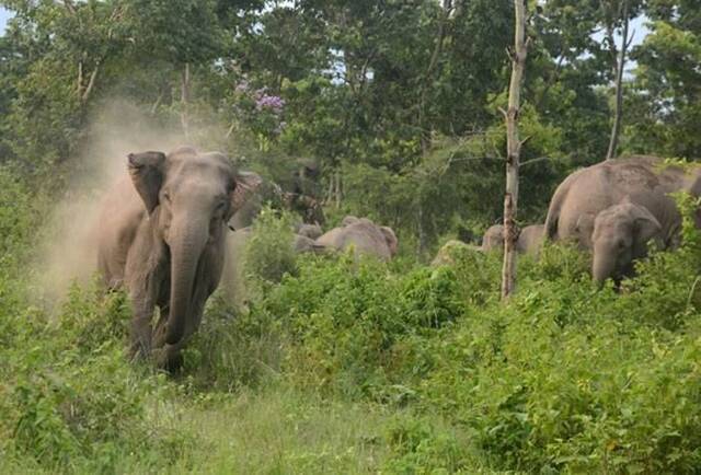 印度大象栖地被破坏误闯村庄被丢石头 怒踩死5人