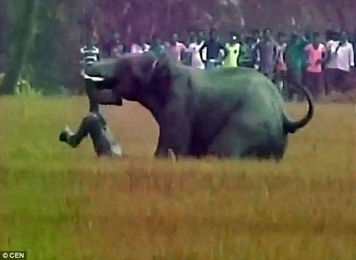 印度大象栖地被破坏误闯村庄被丢石头 怒踩死5人