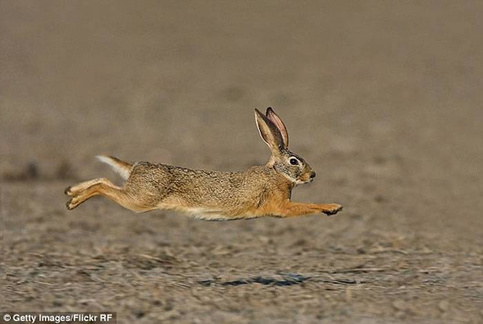 新西兰猎人协会举办复活节猎兔大赛 猎杀1.8万只野兔