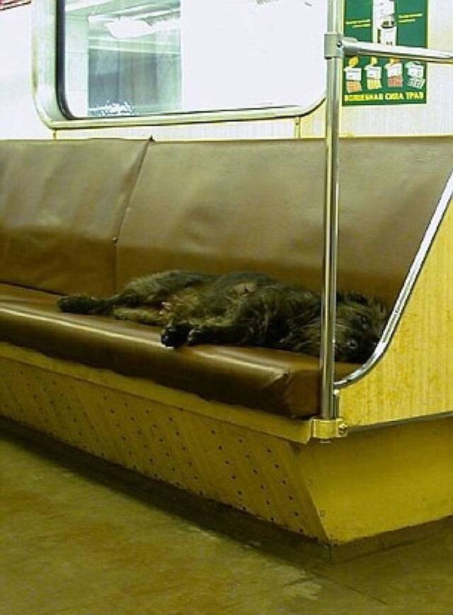“汪星人进化之谜”：俄罗斯首都莫斯科有一批精通坐地铁的狗狗