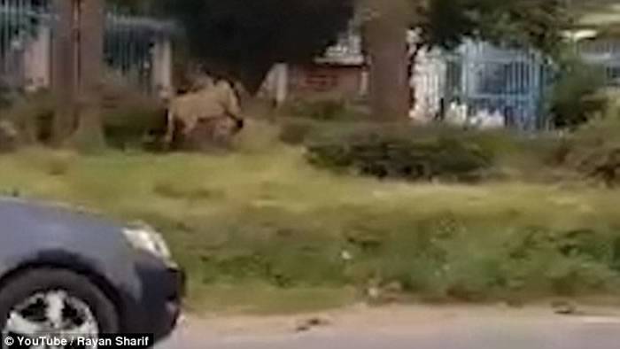 肯尼亚内罗毕国家公园狮子闯首都 抓伤老翁惹恐慌