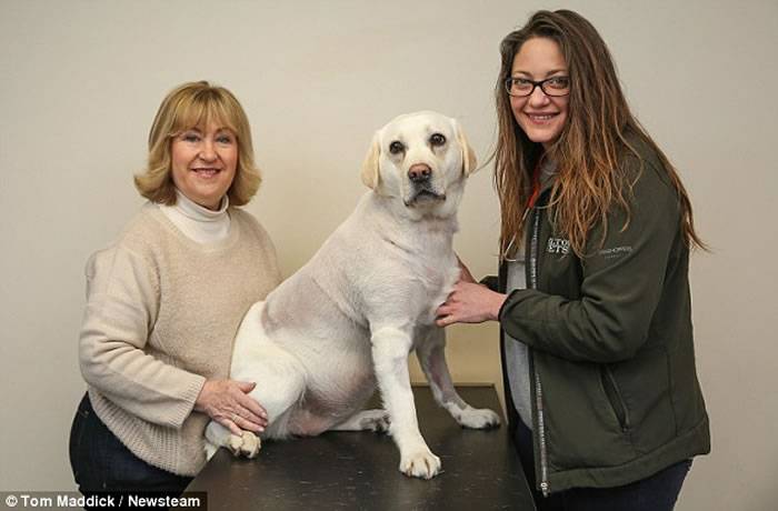 拉布拉多犬梅宝(Mabel)成为全球第一只成功完成“开心手术”的狗狗