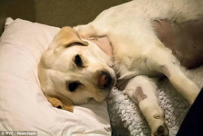 拉布拉多犬梅宝(Mabel)成为全球第一只成功完成“开心手术”的狗狗