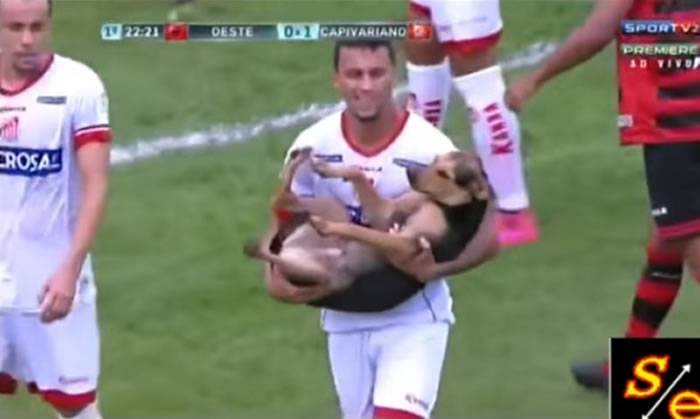 巴西呆萌狗闯入足球赛场 球员“婴儿抱”它离开