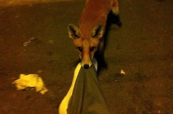 英国伦敦醉汉宿醉街头 翌日醒来发现小狐狸紧咬自己裤管