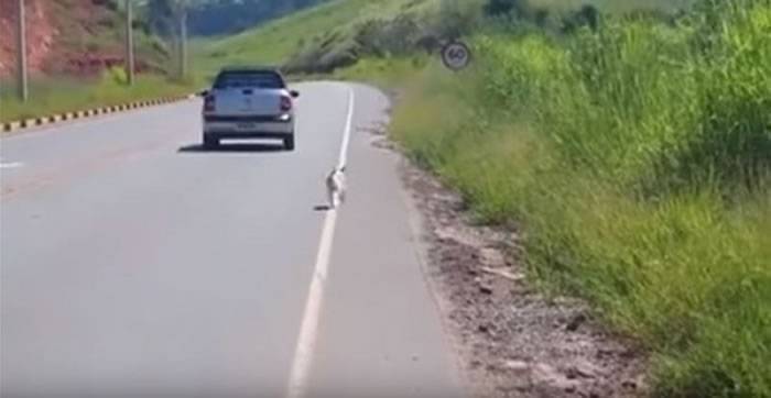 巴西花色小狗遭主人载到公路边弃养 愤怒网友看完影片后前往事发地点将它带回家