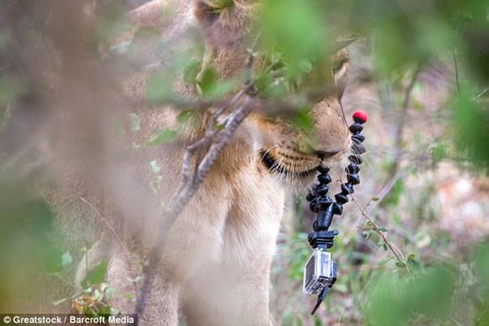南非克鲁格国家公园管理员用GoPro拍摄狮子却差点被误当食物吞进肚中