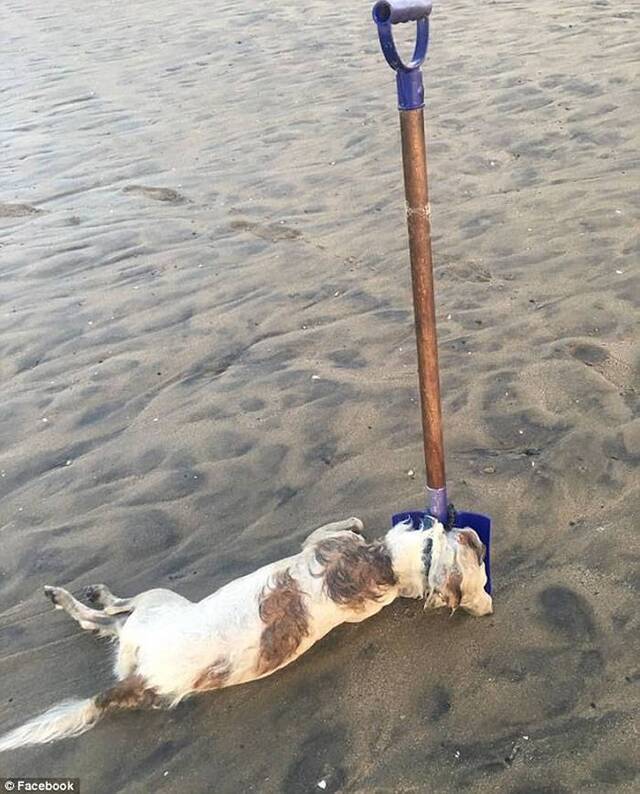 美国发生骇人杀狗事件：小狗被绑沙滩活活淹死