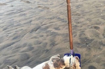 美国发生骇人杀狗事件：小狗被绑沙滩活活淹死