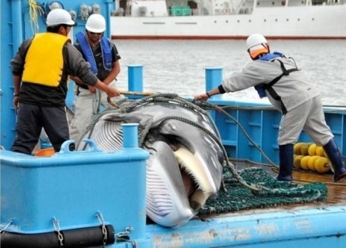 踩鲸鱼尸体拍照竟获摄影奖 日本民众批侮辱生命
