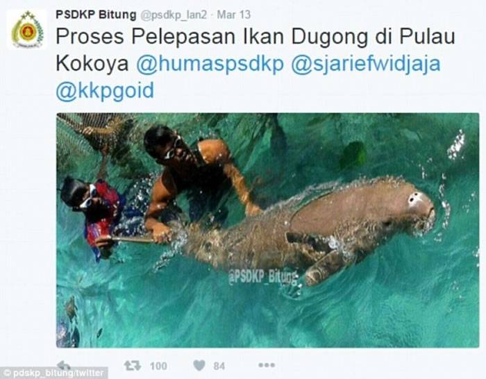 印尼可怜海牛母子被渔民分别困在笼中当作摇钱树向游人收取观赏费