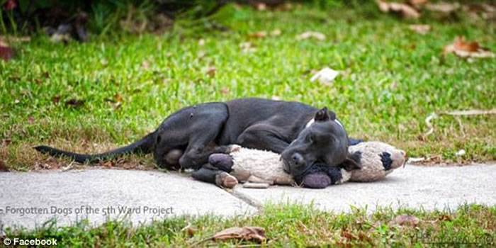 美国德州黑色流浪狗躺在街头紧抱绒毛娃娃 模样十分孤独可怜