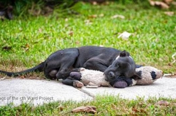 美国德州黑色流浪狗躺在街头紧抱绒毛娃娃 模样十分孤独可怜