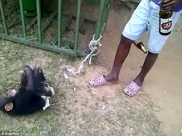 非洲国家加蓬一头由人饲养的年幼黑猩猩无酒不欢