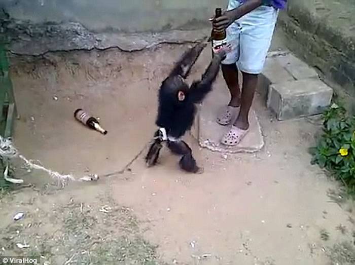 非洲国家加蓬一头由人饲养的年幼黑猩猩无酒不欢