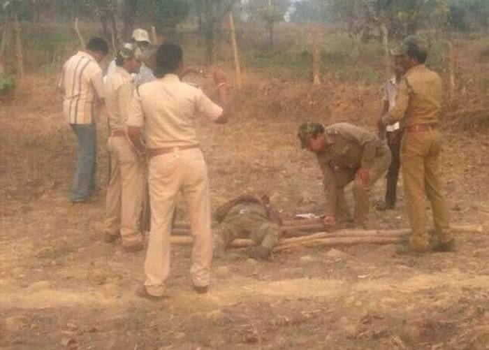 印度野生懒熊咬死3人 被警察开枪射杀