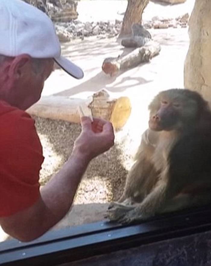 外国男子到动物园参观时大玩魔术 狒狒“目瞪口呆”