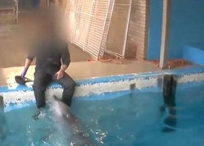 训练海豚排精等同性侵？荷兰动物组织提控被拒