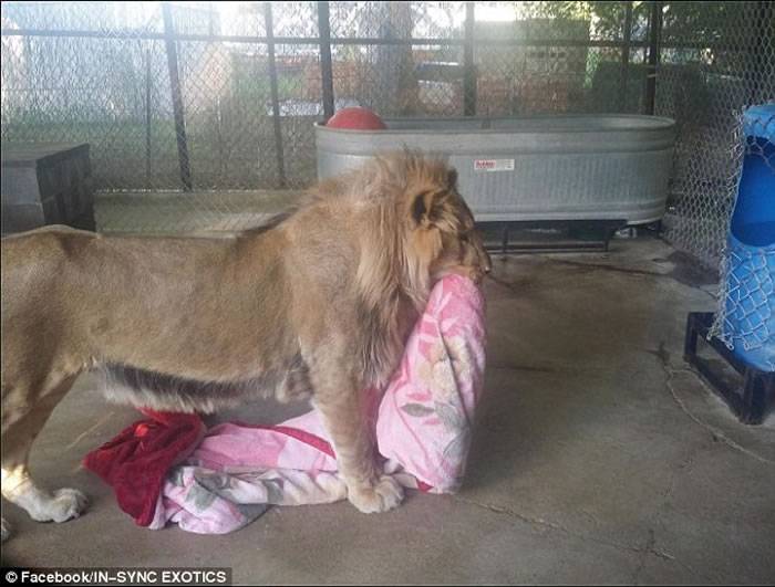 美国德州一只非洲狮惨遭遗弃 每晚睡觉一定要盖被