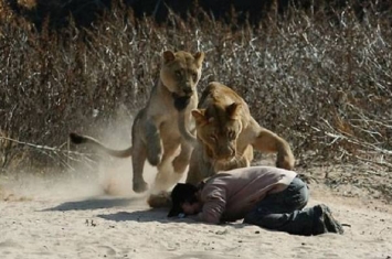 南非锡安教会先知向狮子展上帝神威 被咬伤屁股落荒而逃