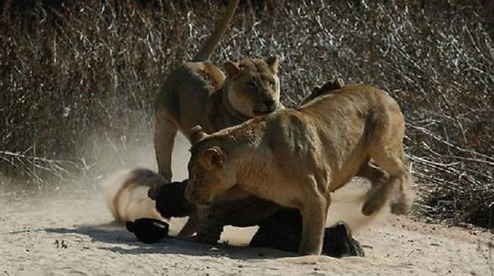 南非锡安教会先知向狮子展上帝神威 被咬伤屁股落荒而逃