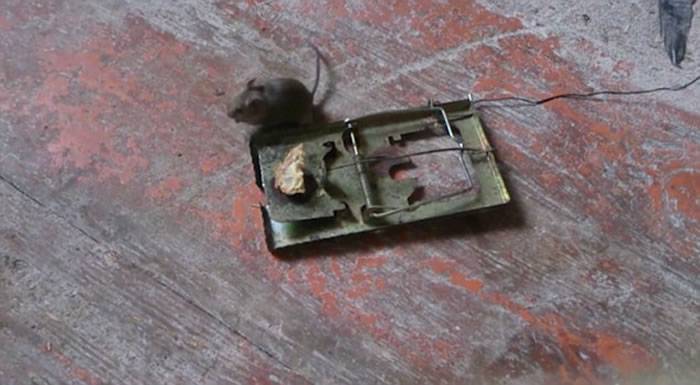 隐藏镜头拍下一只老鼠多次到捕鼠器上偷吃牛油面包 最后都闯过“鬼门关”